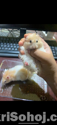 Hamsters